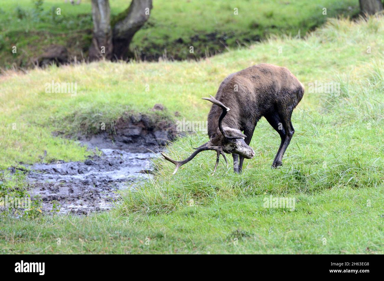 white head deer Stock Photo