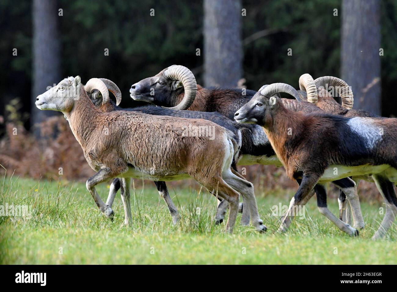 mouflon Stock Photo