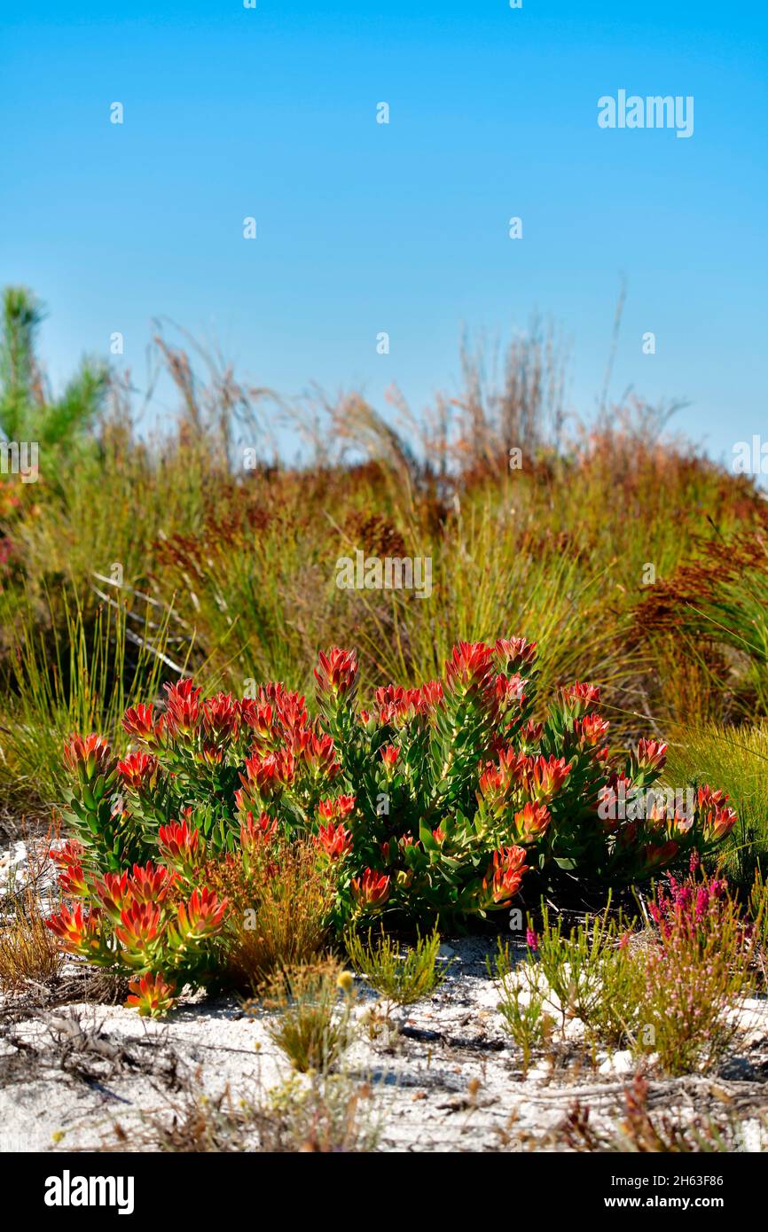 mimetes cucullatus,a fynbos plant flowering near kleinmond,south africa. Stock Photo