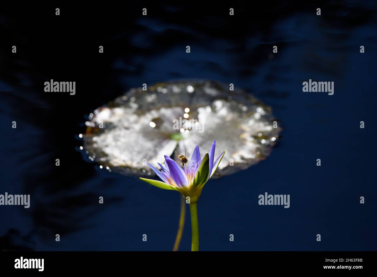 Bee and water lily hi-res stock photography and images - Alamy