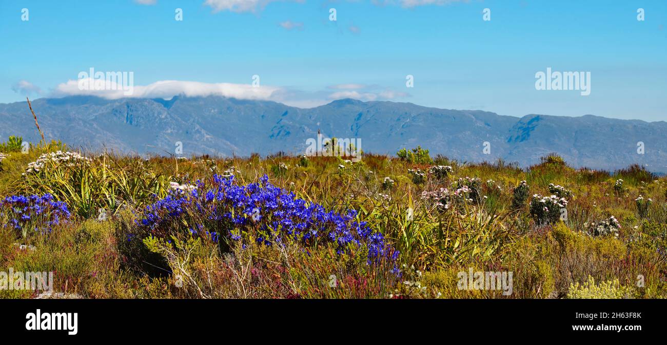 nivenia stokoei flowering on the kogelberg highlands near kleinmond,south africa. Stock Photo