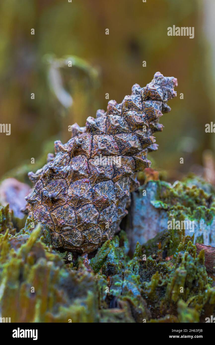 pine cones,forest still life,still life in nature Stock Photo