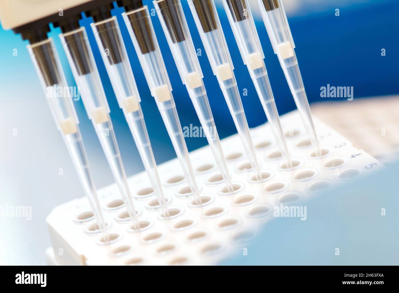 research scientist pipetting sars cov-2 samples to a plate using a multichannel pipette Stock Photo