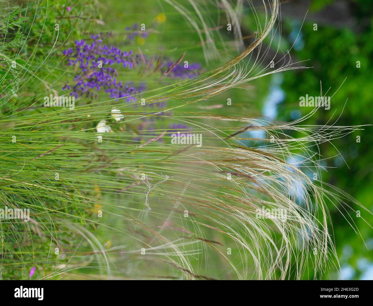 real feather grass,stipa pennata,feather grass Stock Photo
