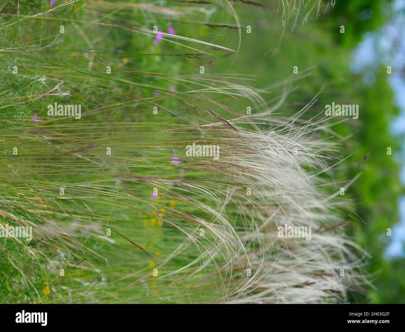 real feather grass,stipa pennata,feather grass Stock Photo