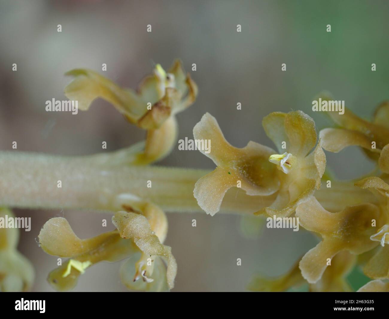 Nest Roots bird's nest root,neottia nidus-avis Stock Photo - Alamy