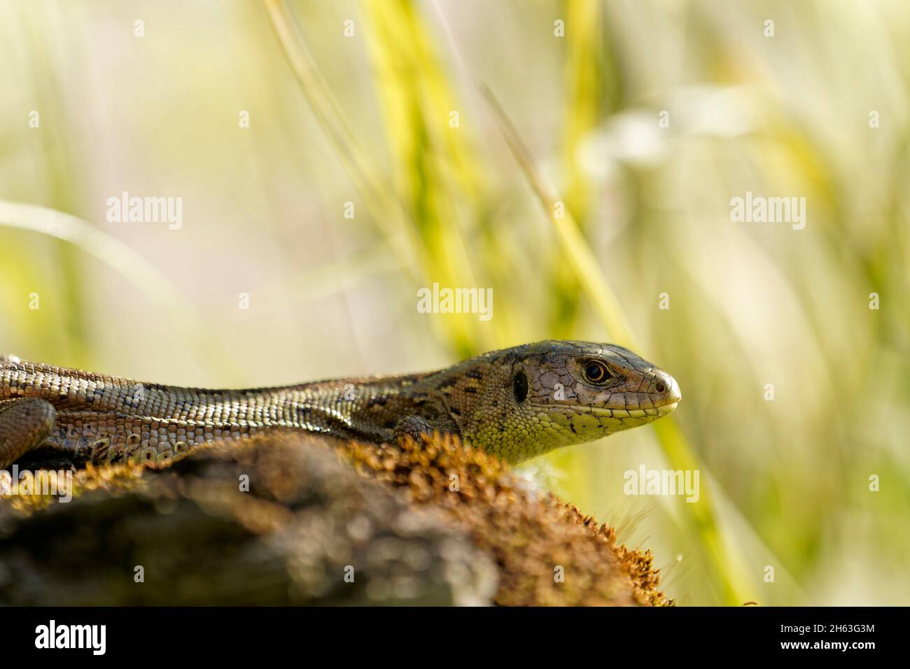 sand lizard,lacerta agilis Stock Photo - Alamy