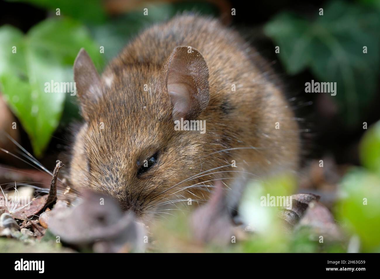 wood mouse apodemus sylvaticus Stock Photo