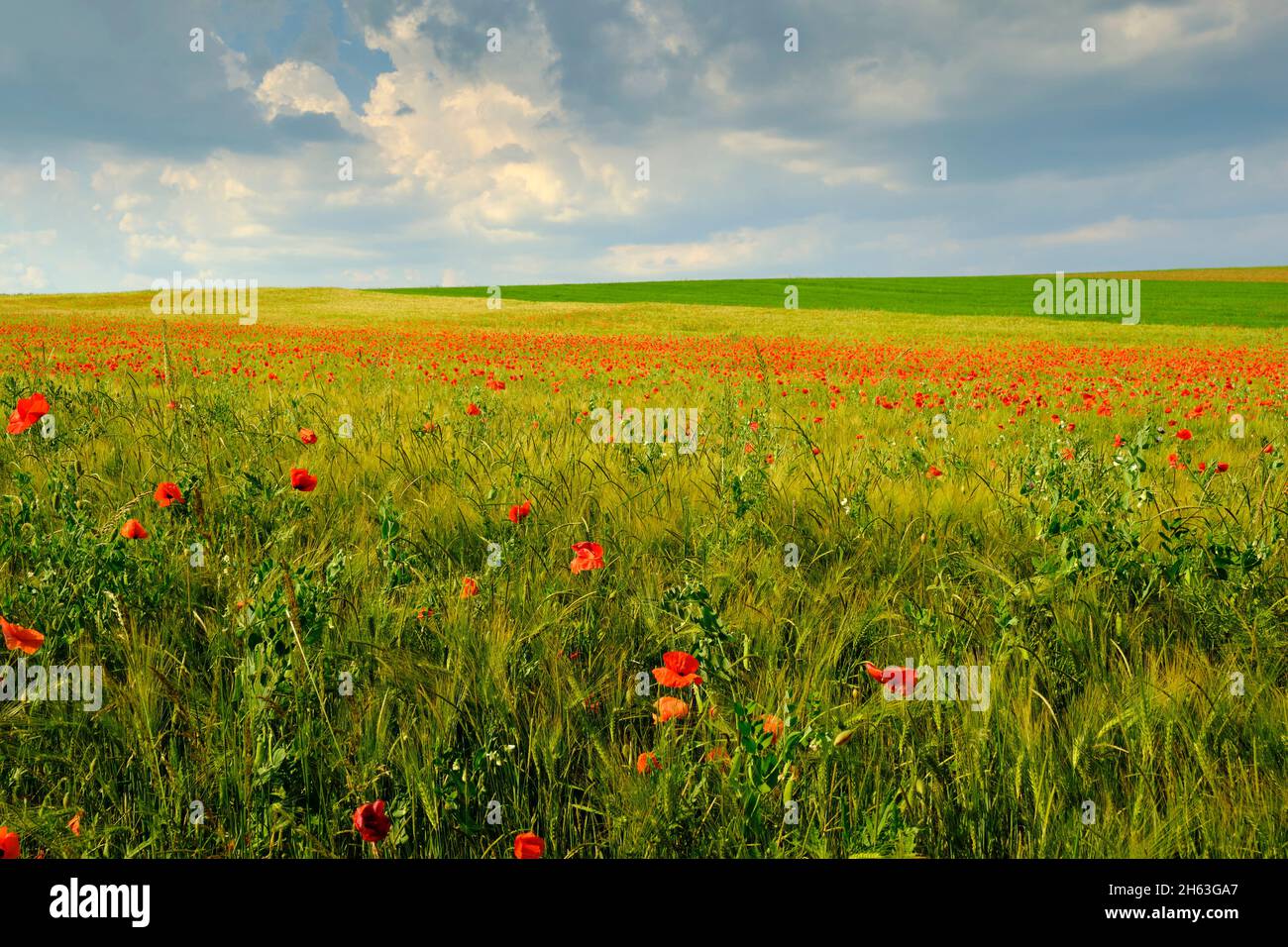 Poppy fields hi-res stock photography and images - Alamy