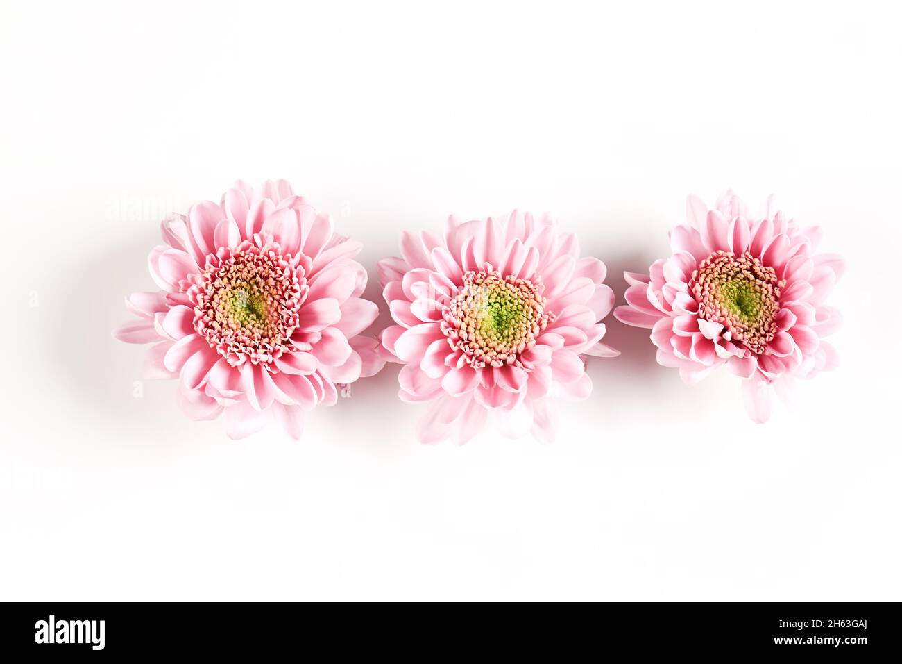 Pink small chrysanthemums hi-res stock photography and images - Alamy