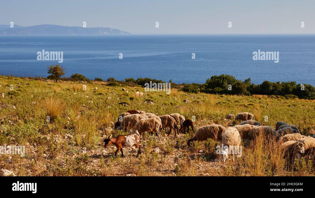 greece,greek islands,ionian islands,kefalonia,southeast coast,monastery sissia,abandoned,13th century ad franz von assisi,ruins,lonely,barren meadow near the monastery,sheep and goats grazing on it,sea in the background,zakynthos island on the distant horizon Stock Photo