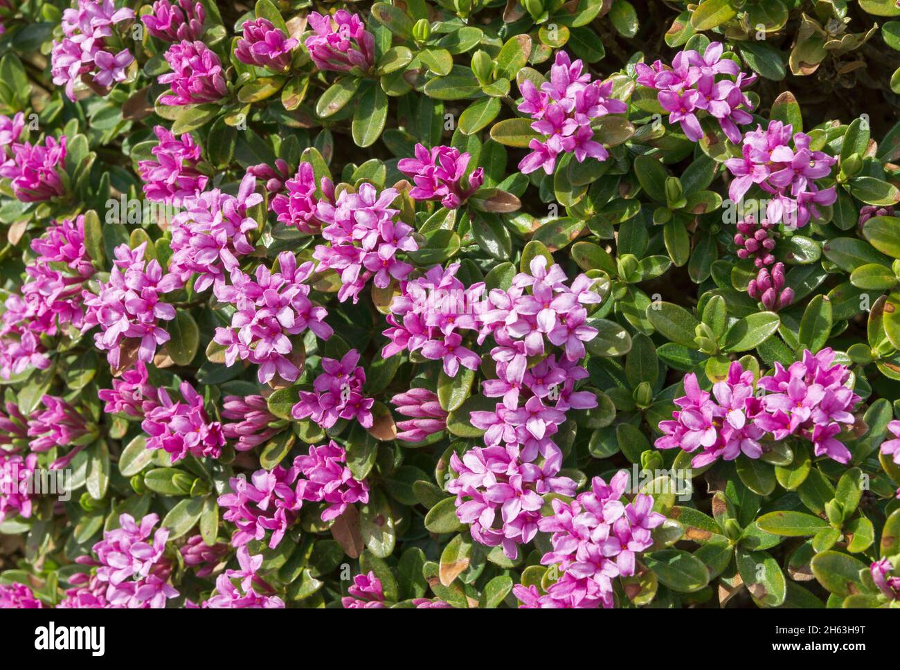 germany,baden-wuerttemberg,mountain daphne,blossoms,shrub,daphne family,thymelaeaceae,ornamental plant,daphne sericea. Stock Photo
