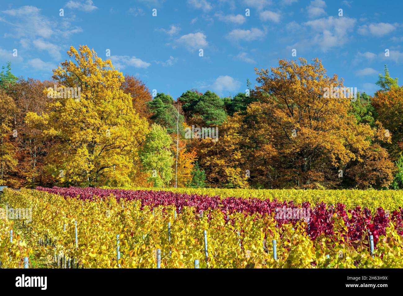 germany,baden-wuerttemberg,kernen-stetten in the remstal,red and yellow vine leaves in the vineyard of the wine village of stetten on the württemberg wine route. Stock Photo