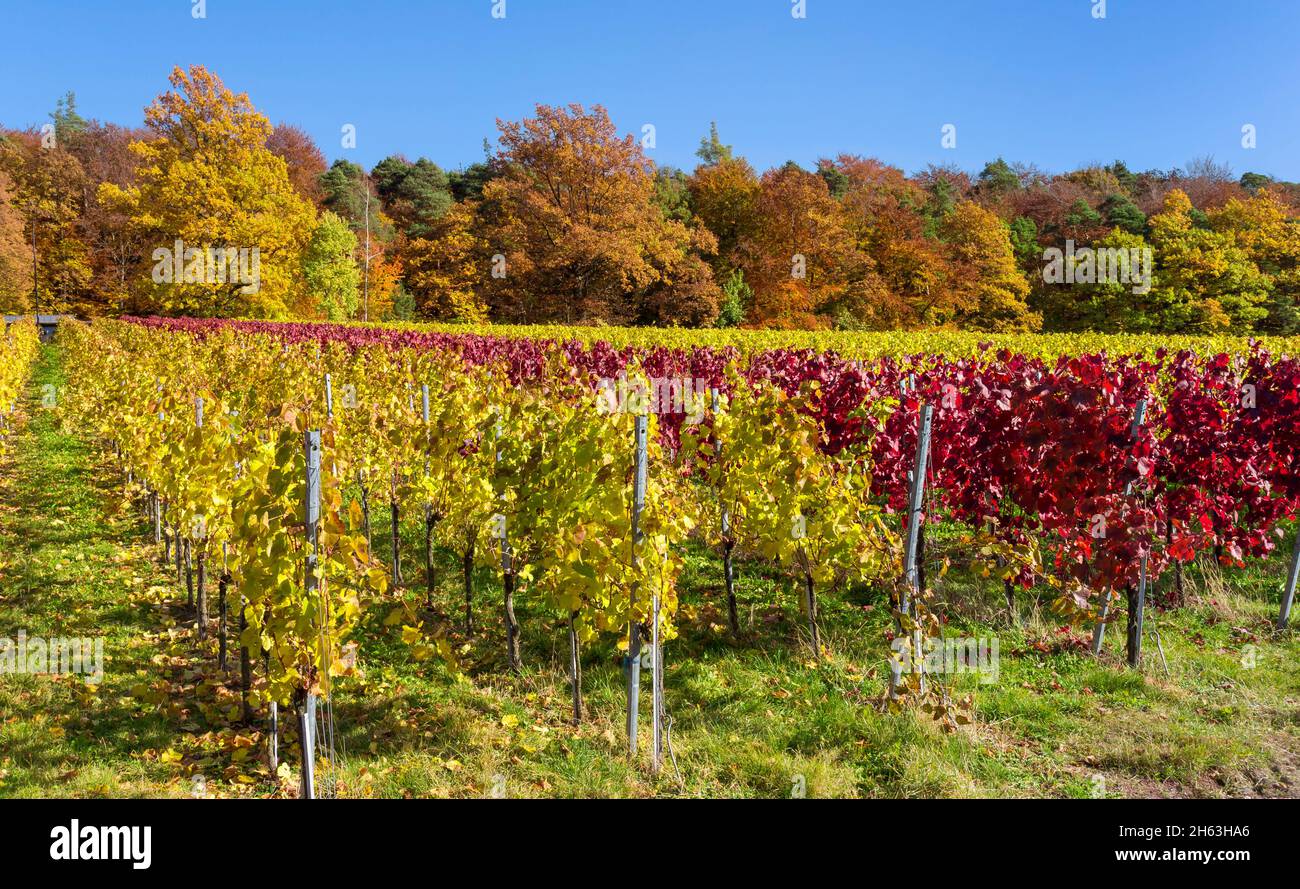 germany,baden-wuerttemberg,kernen-stetten in the remstal,red and yellow vine leaves in the vineyard of the wine village of stetten on the württemberg wine route. Stock Photo