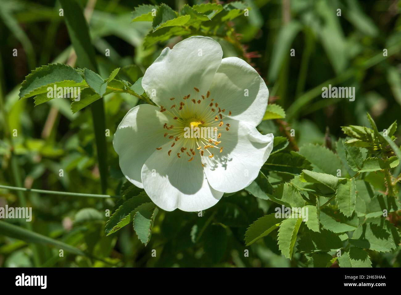 germany,baden-wuerttemberg,herrenberg,bibernell rose,rosa spinosissima,also known as rosa pimpinellifolia,german names are rock rose,dune rose,prickly rose Stock Photo