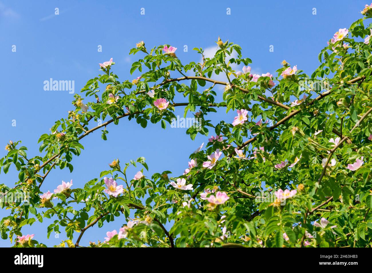 germany,baden-wuerttemberg,metzingen,dog rose,pink flowers. Stock Photo