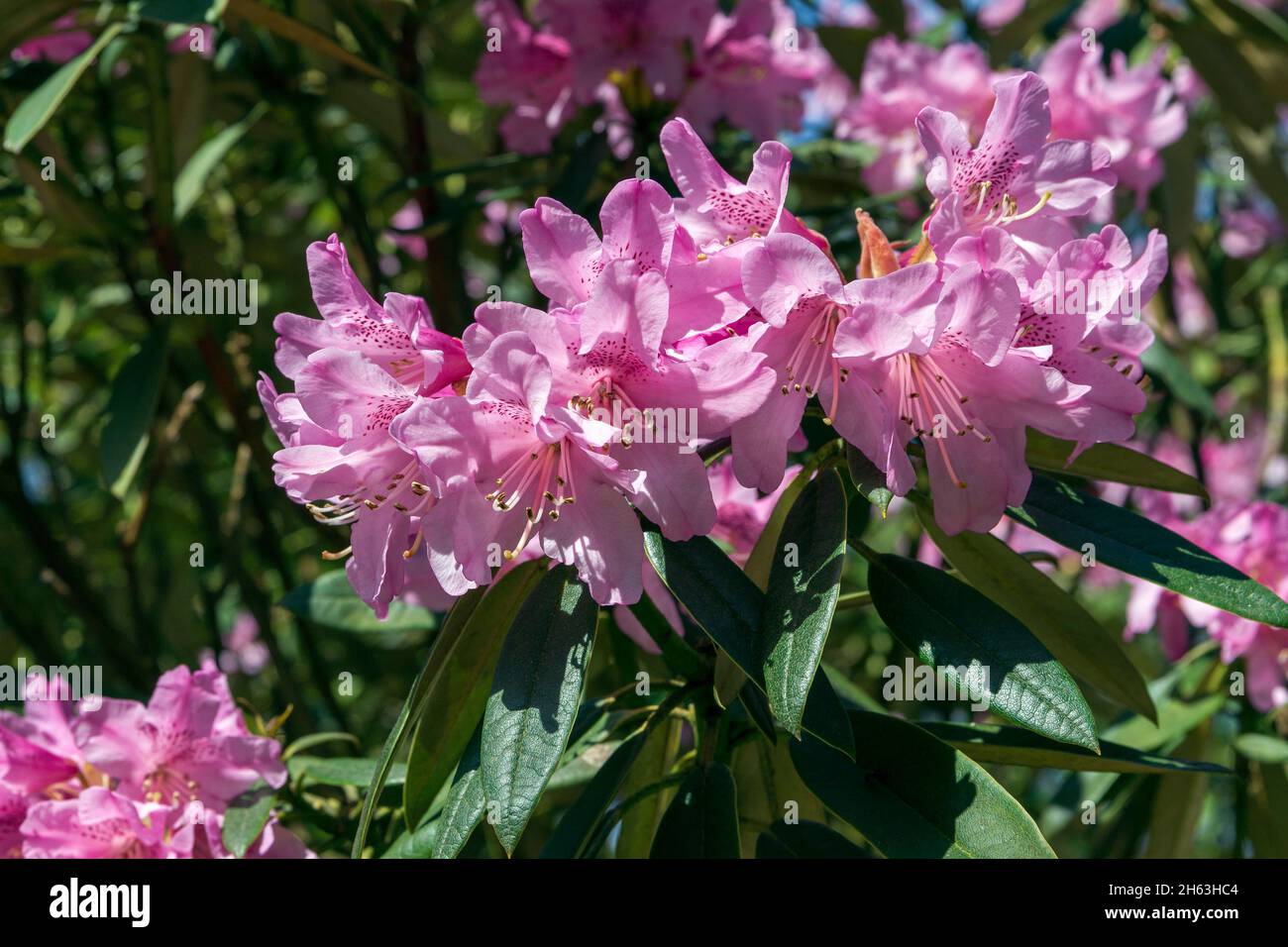 Rhododendron baden baden hi-res stock photography and images - Alamy