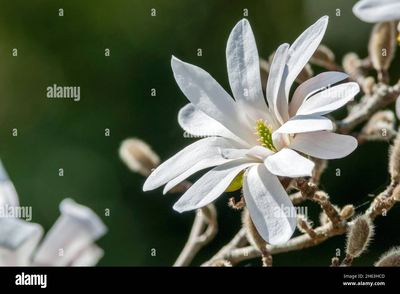 germany,baden-wuerttemberg,tuebingen,magnolia stellata,flower of the star magnolia. Stock Photo