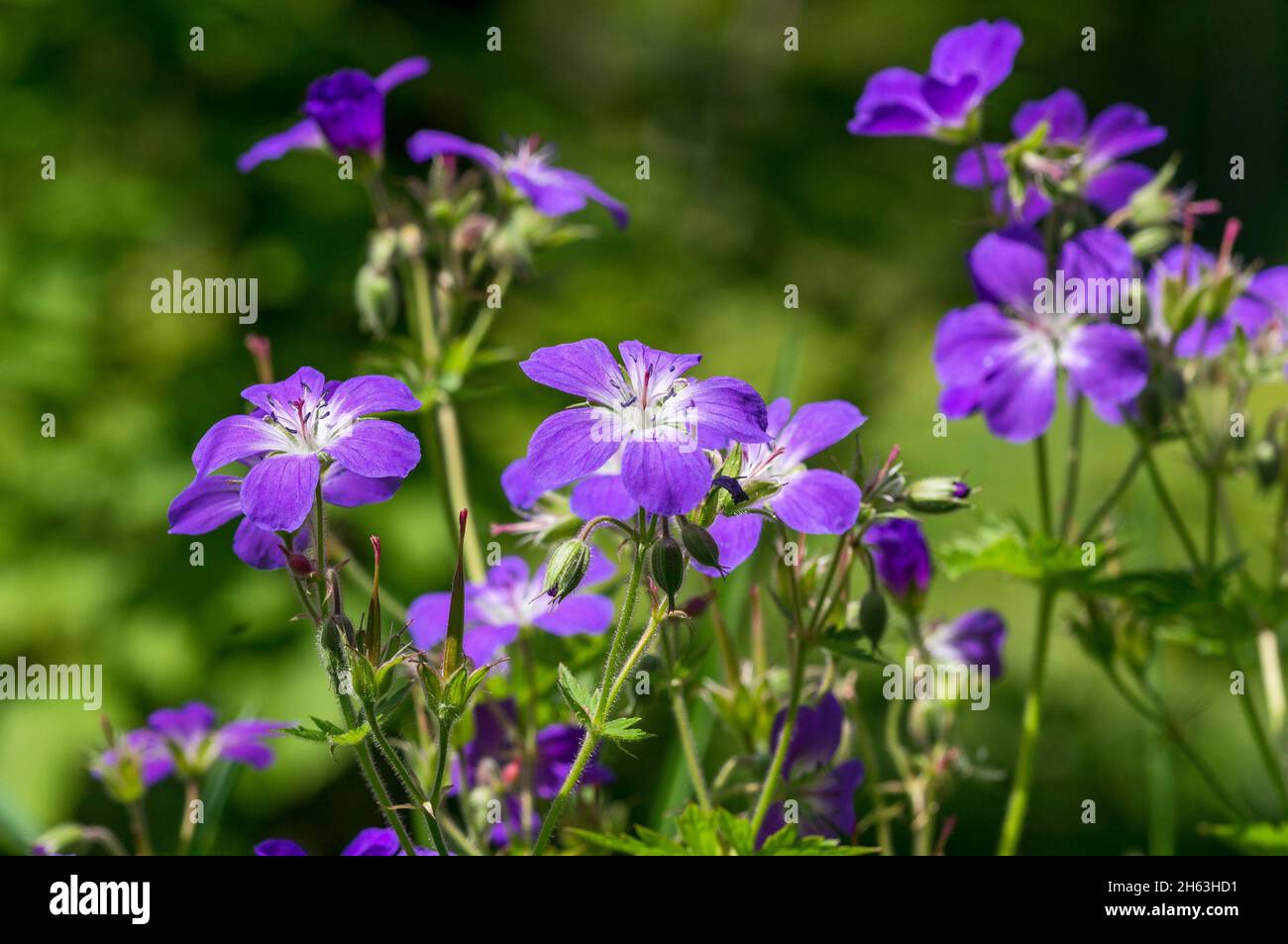 germany,baden-wuerttemberg,forest-cranesbill,blue flower with white center,cranesbill family,geraniaceae,geranium sylvaticum. Stock Photo