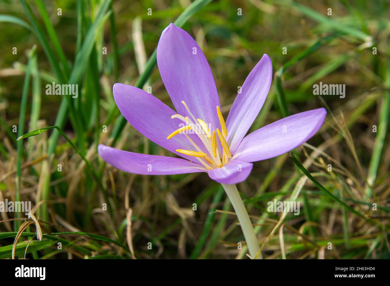 germany,baden-württemberg,herbstzeitlose,herbst-zeitlose,colchicum autumnale,poisonous plant Stock Photo