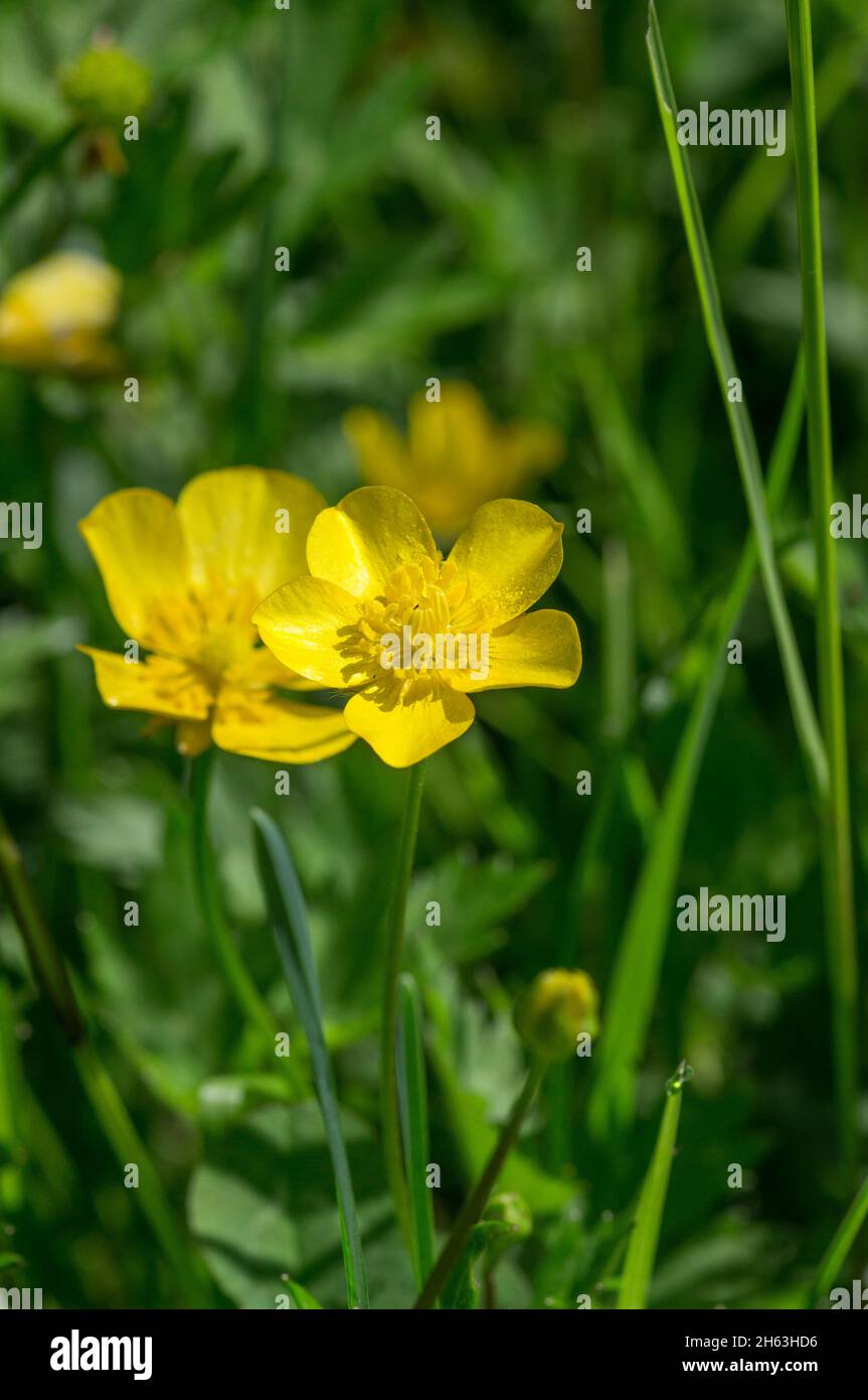germany,baden-wuerttemberg,common buttercup,meadow flower,yellow blossom,buttercup family ranunculaceae,poisonous,ranunculus acris. Stock Photo