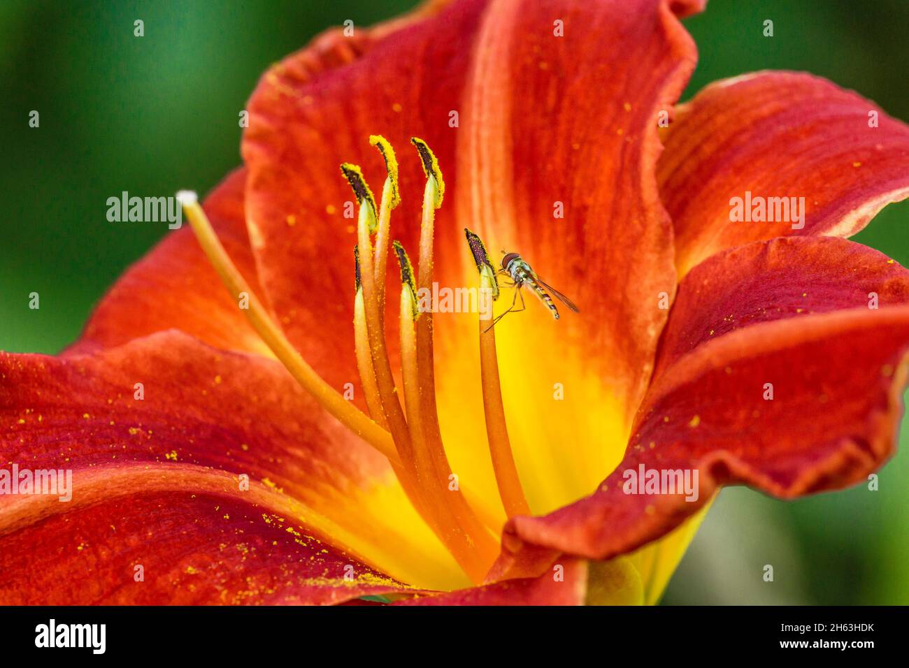 germany,baden-wuerttemberg,hemerocallis fulva,yellow-red daylily with hover fly. Stock Photo
