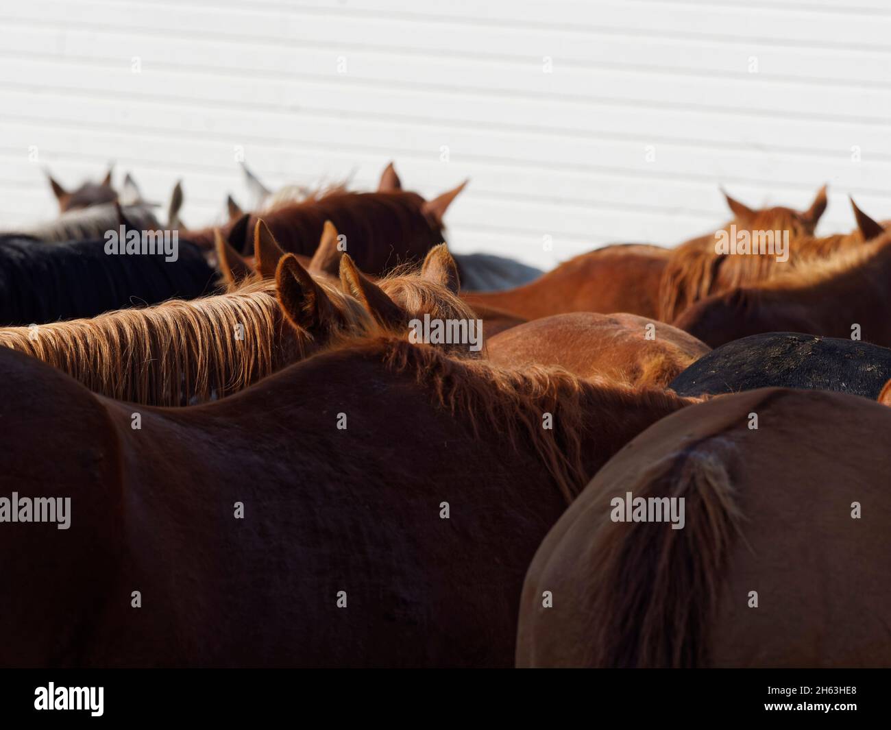american west,dude ranch,faceless,herd,hidden,horses in corral,incognito,usa,wyoming,bighorn mountains,eaton ranch Stock Photo