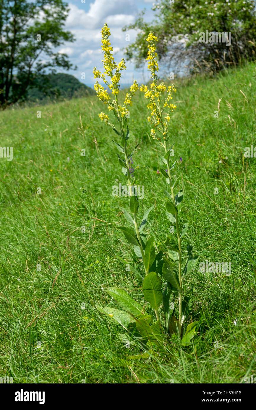 small-flowered mullein,verbascum thapsus Stock Photo