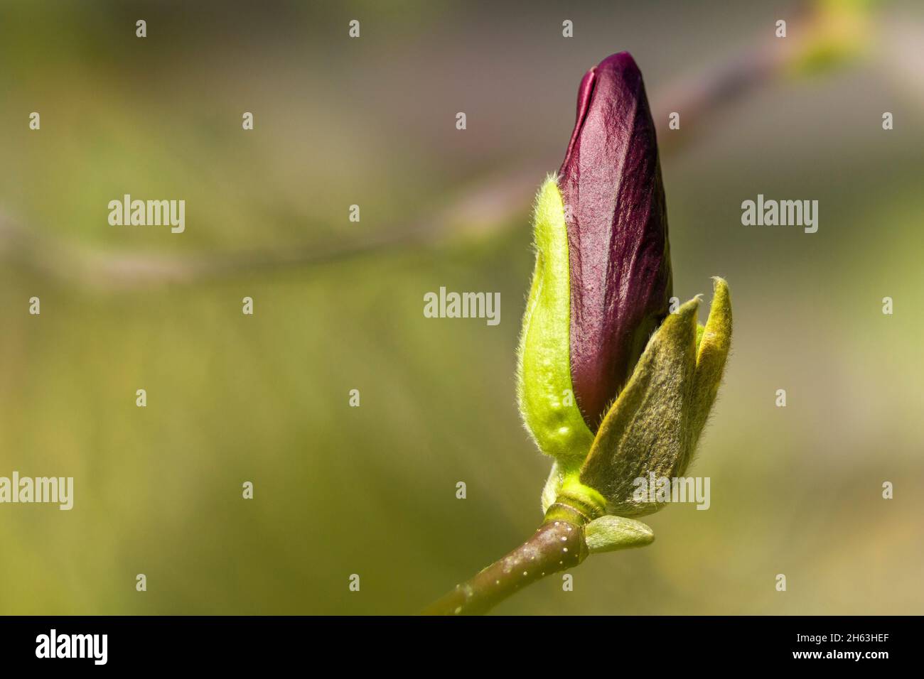 Half opened magnolia bud hi-res stock photography and images - Alamy