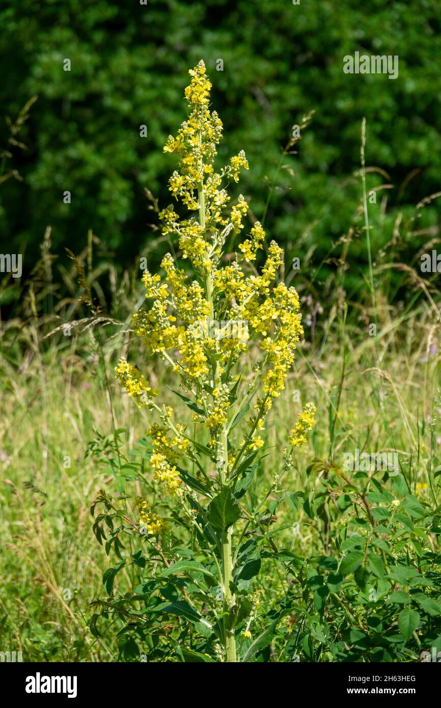 small-flowered mullein,verbascum thapsus Stock Photo