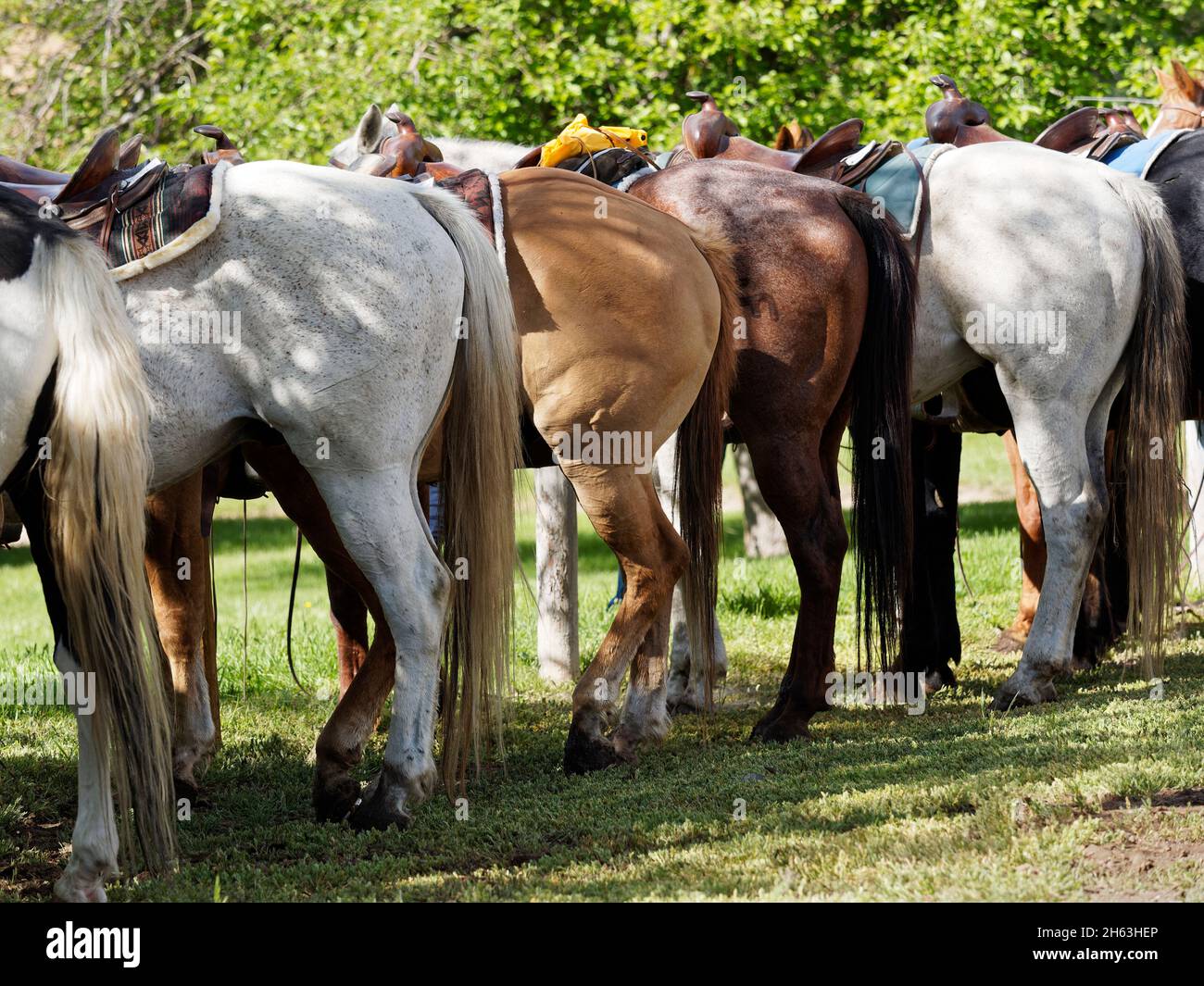 american west,dude ranch,row of saddled horses,usa,wyoming,bighorn mountains,eaton ranch Stock Photo