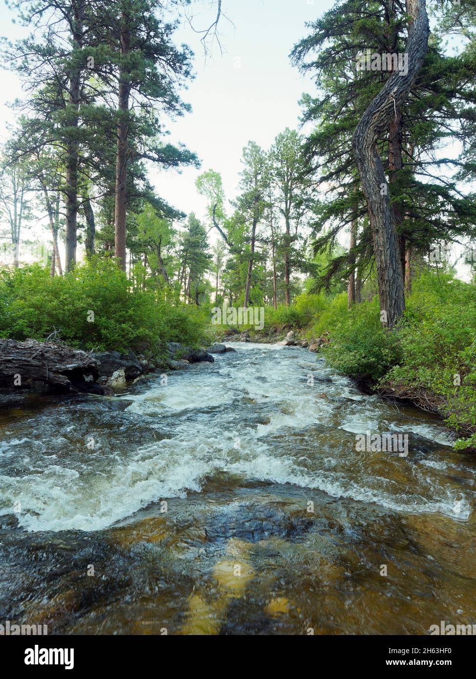 american west,babbling brook,clear stream rushing through forest,de-stress,flow,green,landscape,natural,nature,overcast,cloudy light,peaceful,pure,refreshing,relaxing,restful,trees,usa,wyoming,bighorn mountains,water,water course Stock Photo