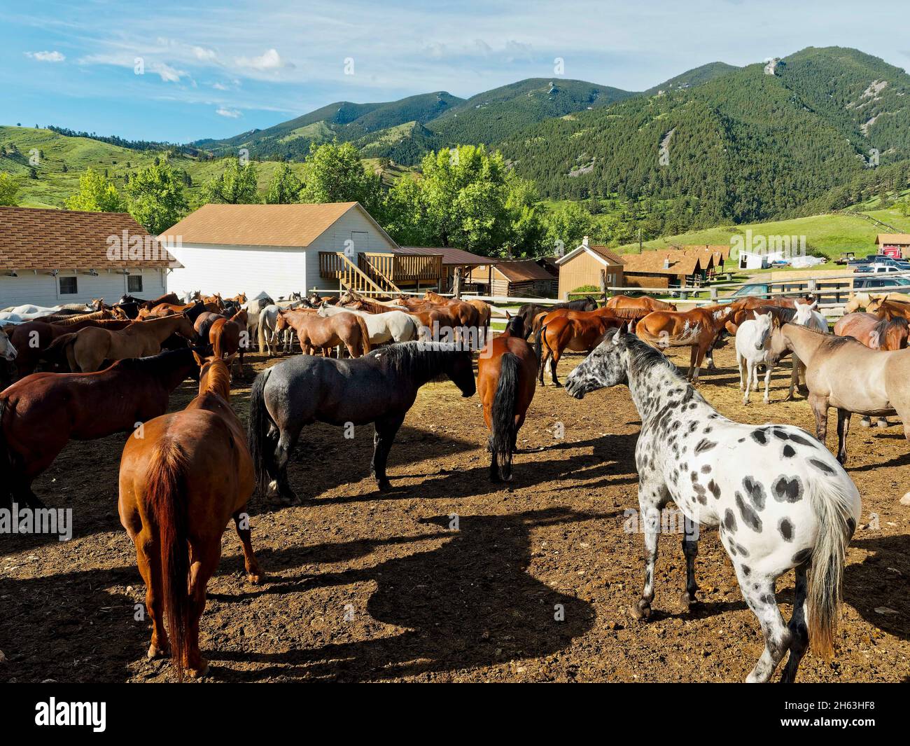 american west,horses in corral,usa,wyoming,bighorn mountains,eaton ranch Stock Photo