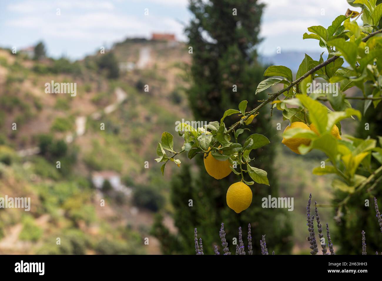 citrus fruits hanging from a tree Stock Photo Alamy