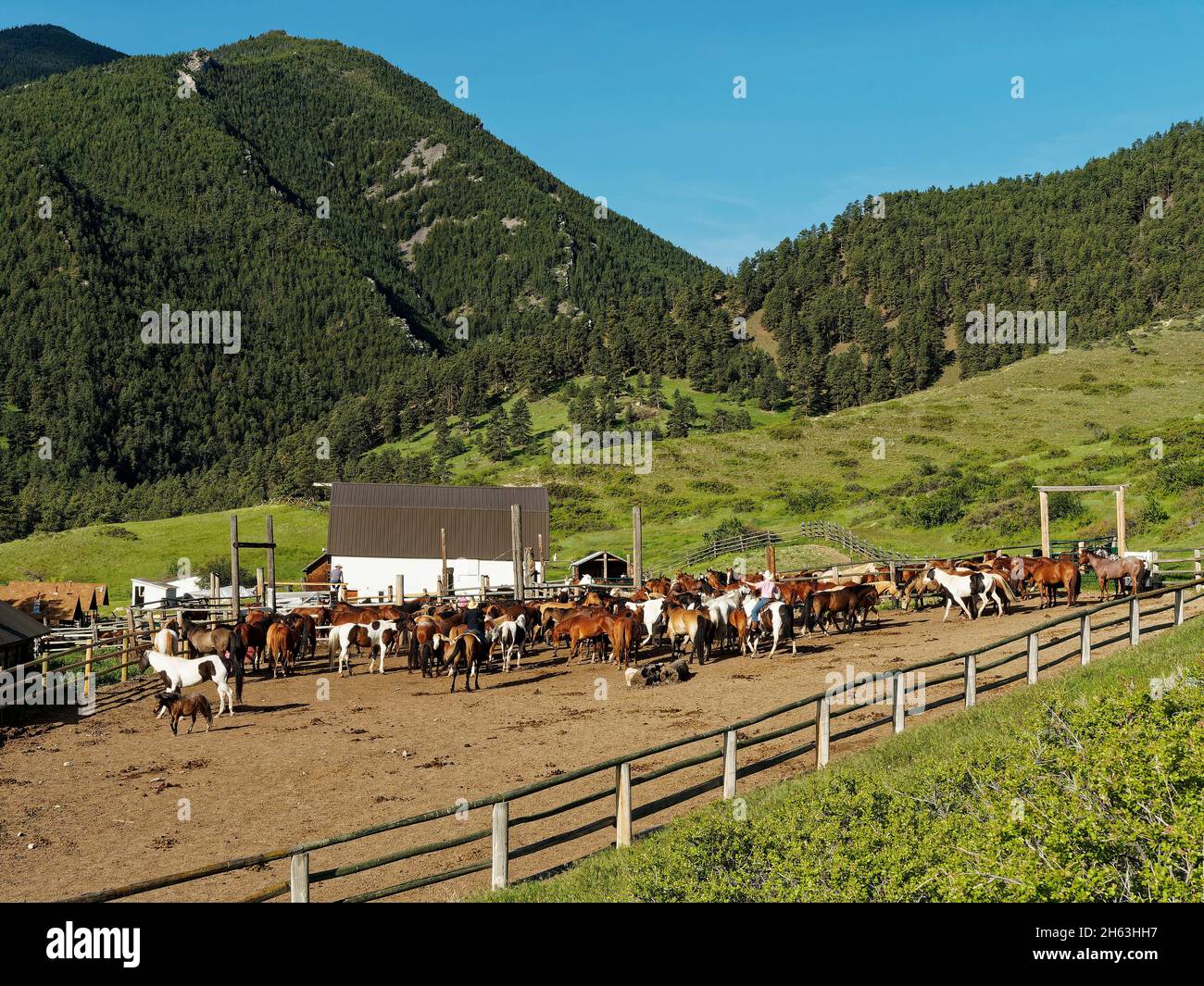 american west,dude ranch,horse corral,morning horse roundup,usa,wyoming,bighorn mountains,eaton ranch Stock Photo