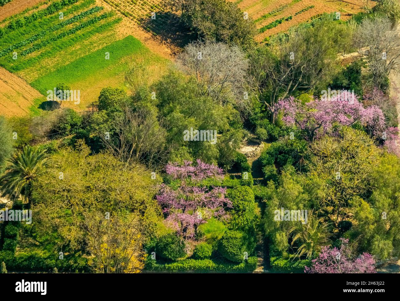 aerial view,pink flowering hedge,son espanyol,mallorca,balearic island,balearic islands,baleares,spain Stock Photo