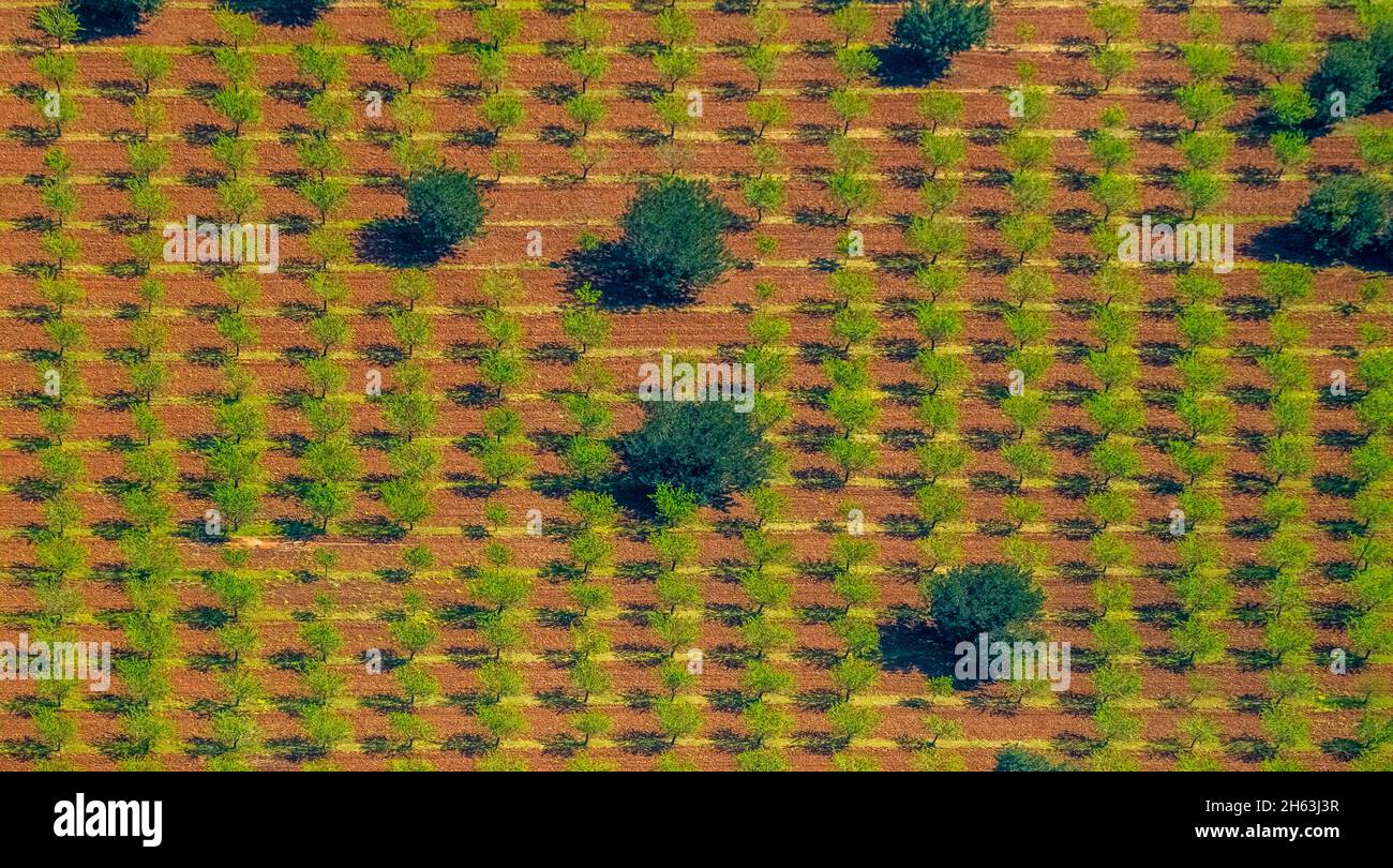 aerial view,mixed olives and almond trees,graphic shapes,s'esgleieta