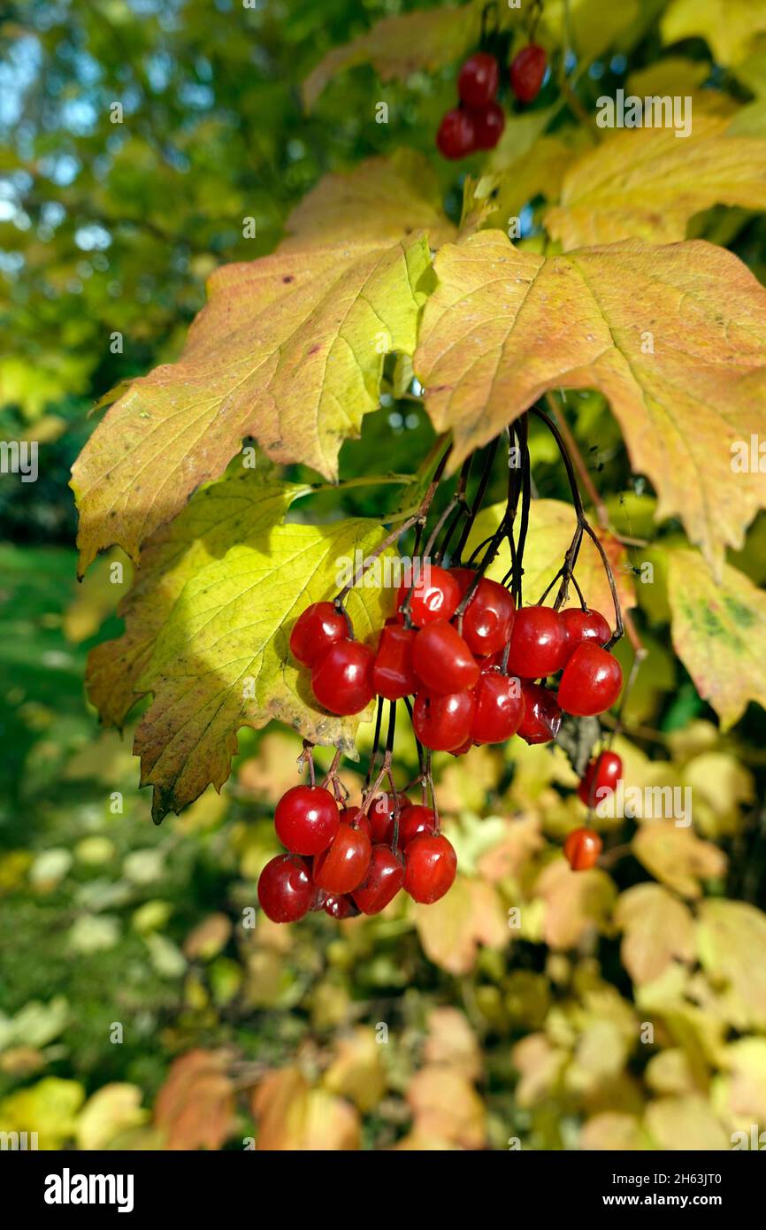 Gemeiner Schneeball (Viburnum opulus) reife Früchte im Herbst Stock