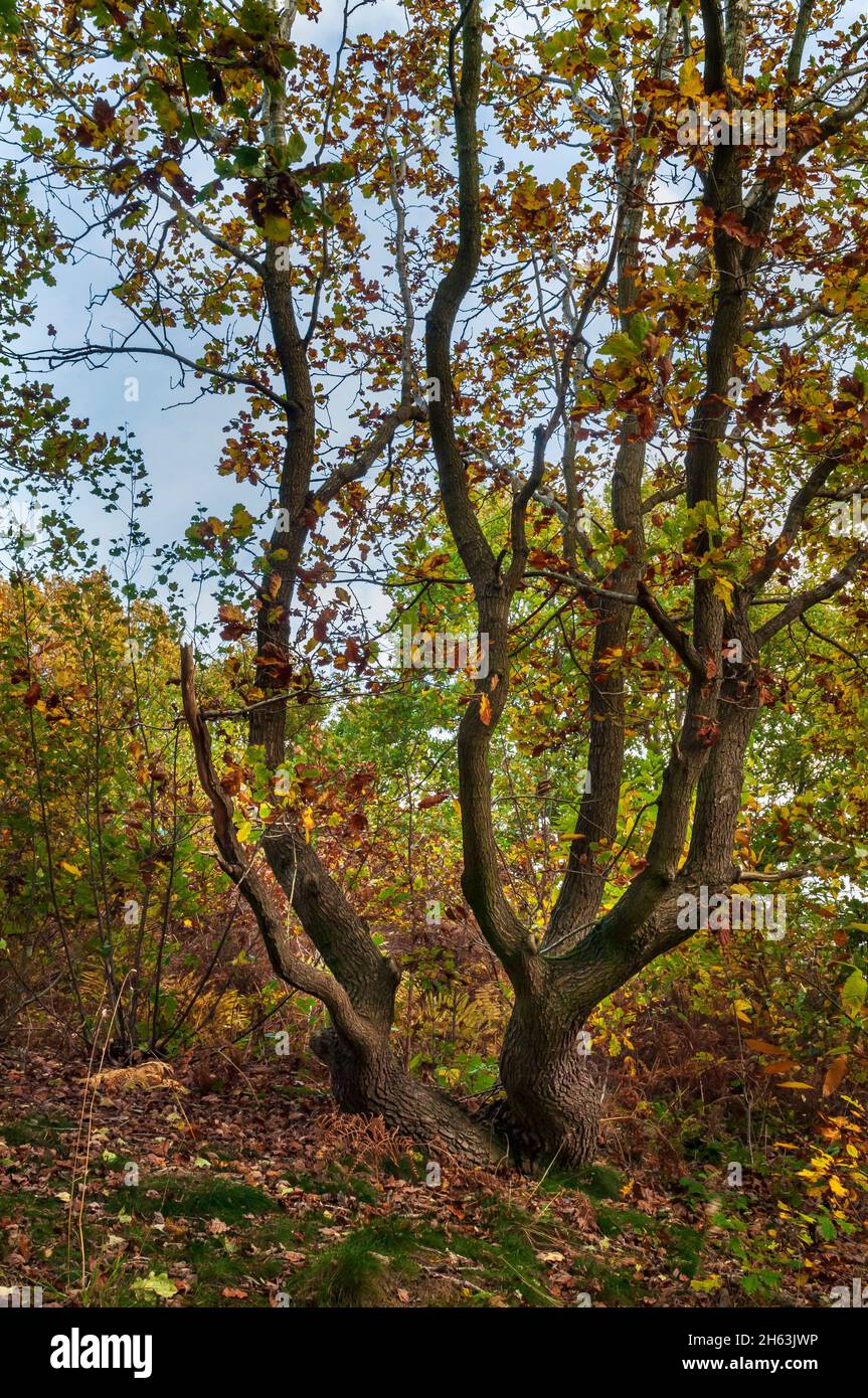 Small oak trees in autumn sunshine on the perimeter of Wincobank hill