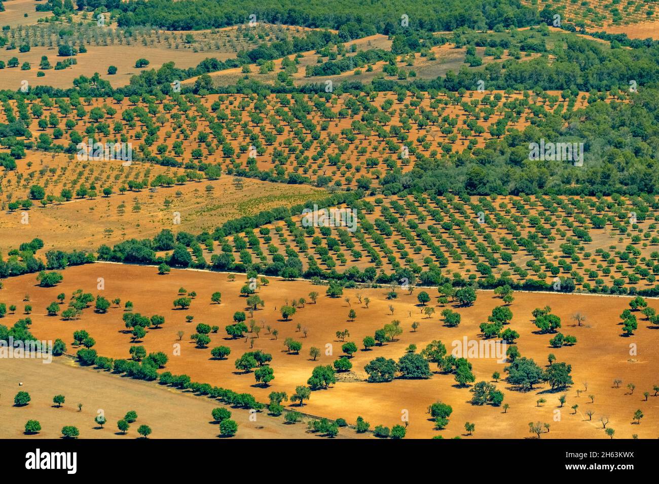 aerial view,agricultural fields with green trees,campos,mallorca,balearic islands,spain Stock Photo