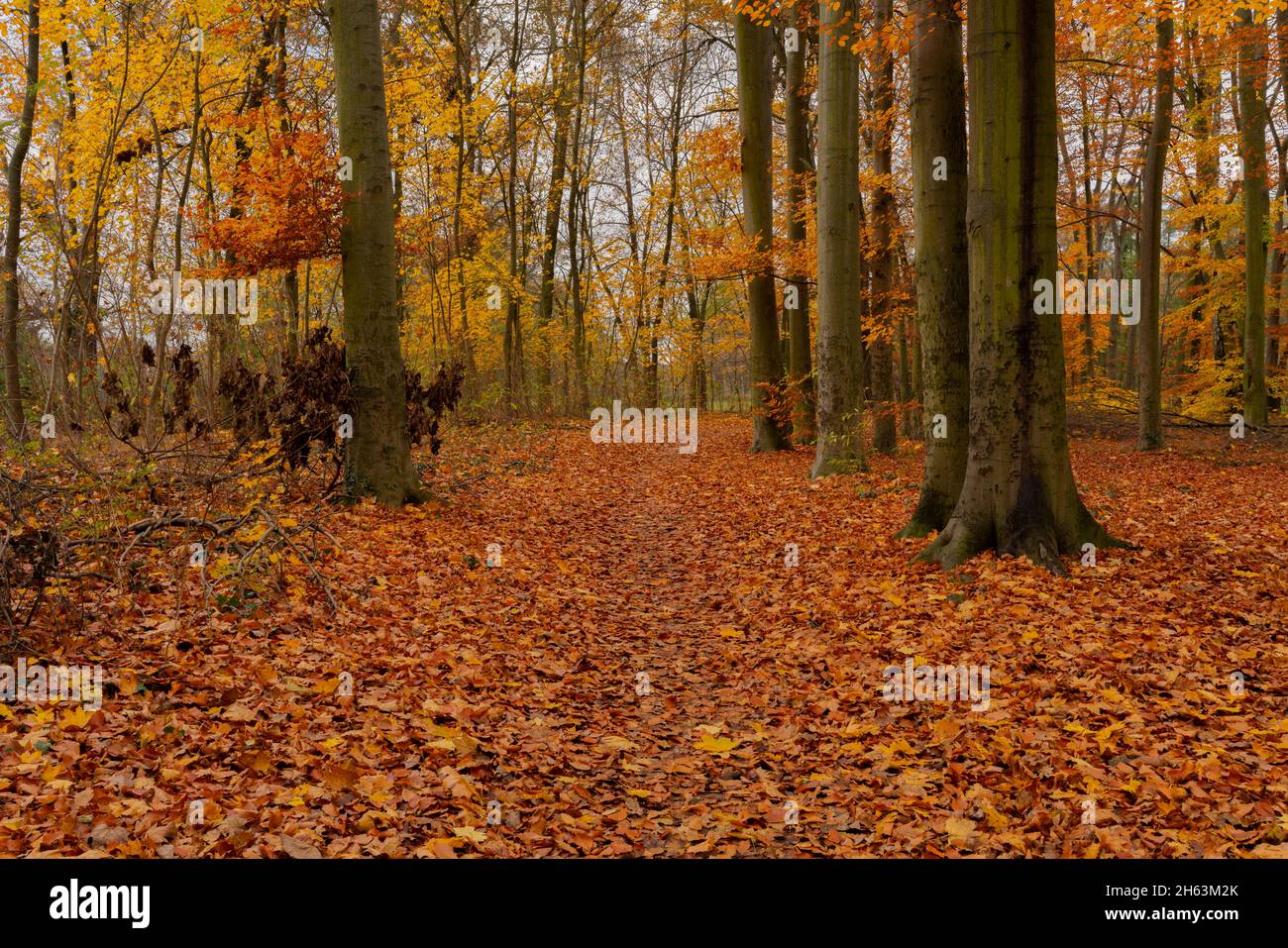 old river arm in autumn in the forest in germany,autumn colours,forest floor full of autumn leaves Stock Photo
