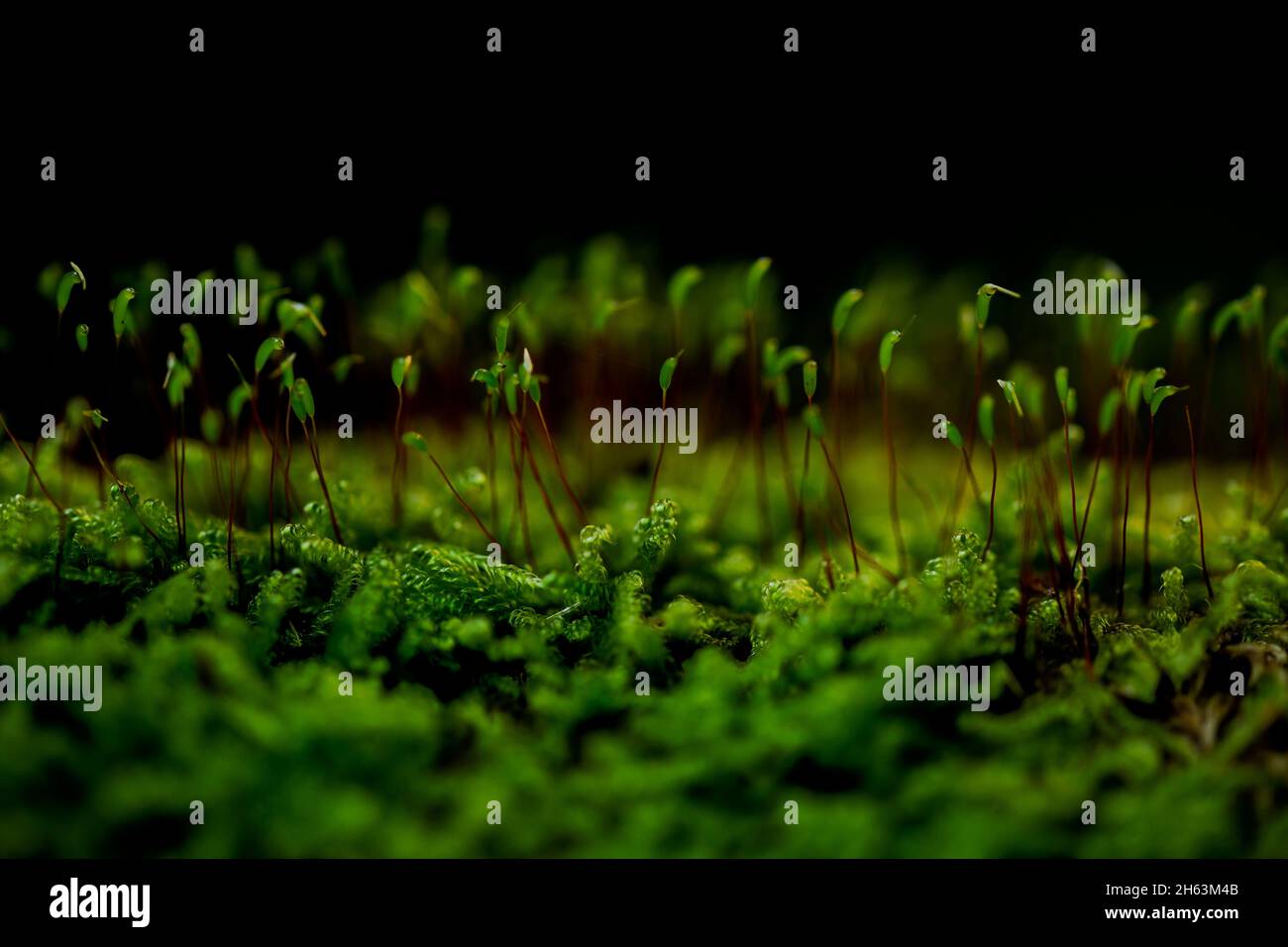 macro photo of moss sporophytes in the forest in autumn in the early morning,shallow depth of field,beautiful soft bokeh Stock Photo