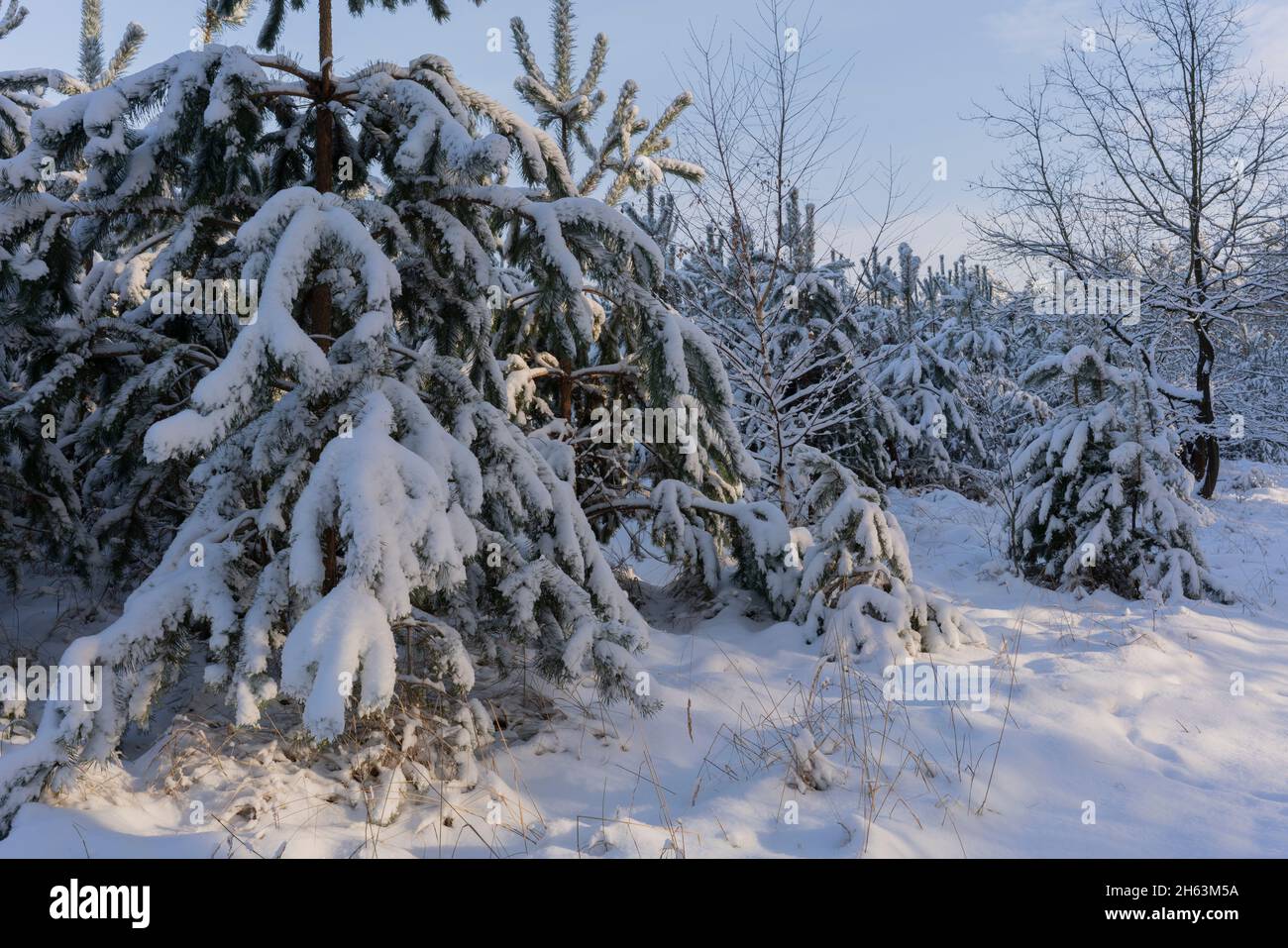 pine forest in winter with lots of snow,trees covered with snow Stock ...