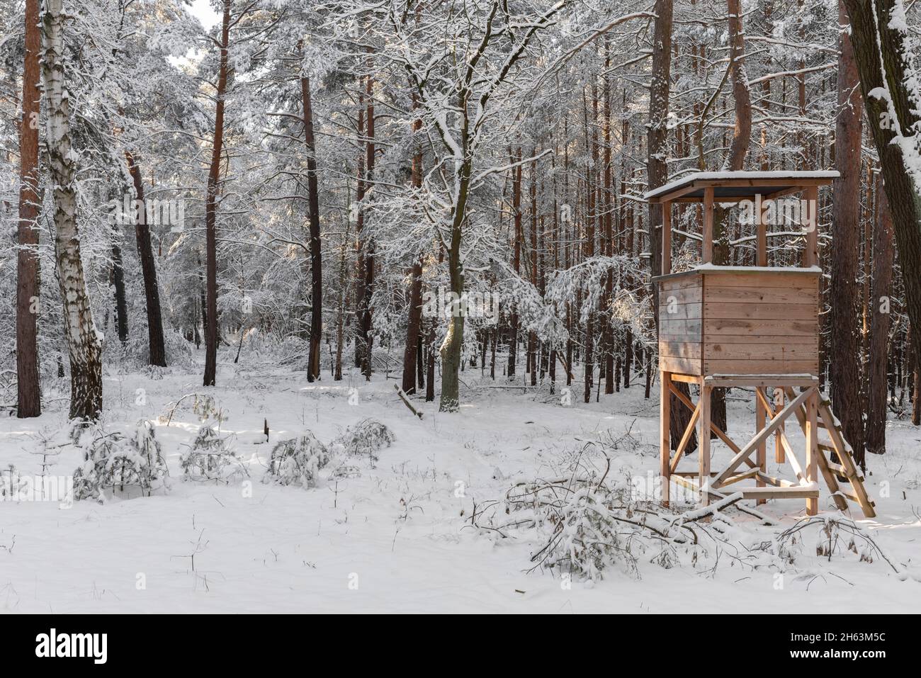Pine forest in winter with lots of snow hi-res stock photography and ...