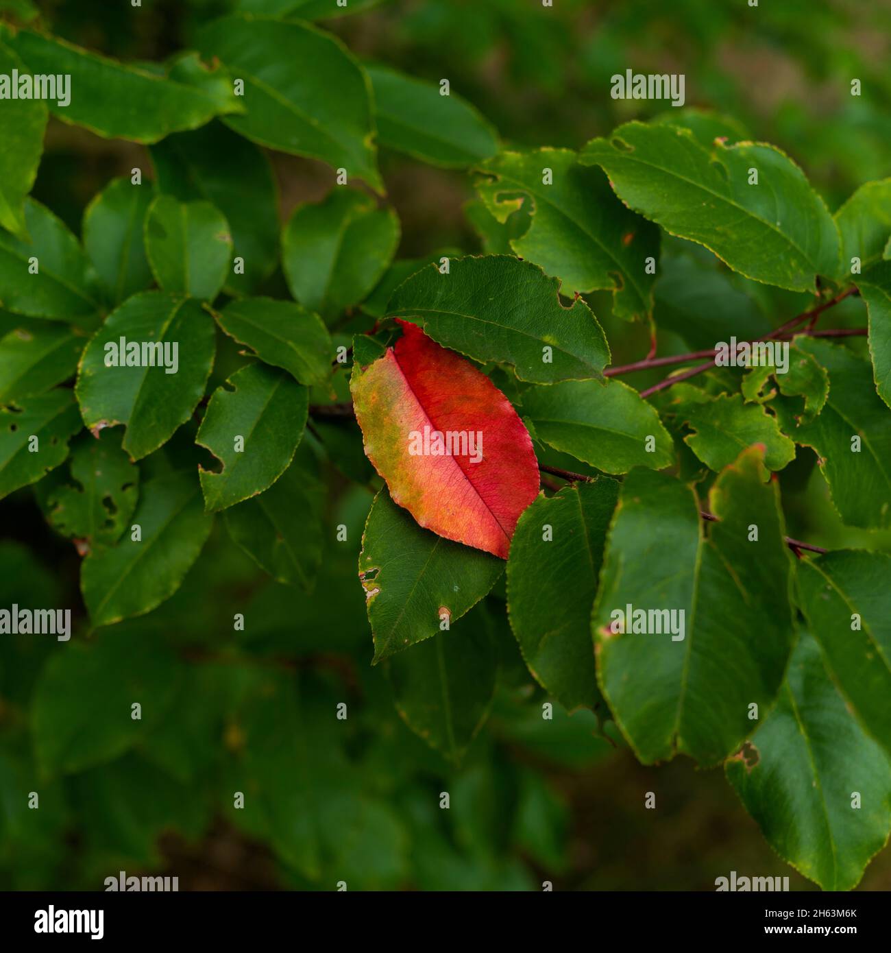 red discolored leaf in autumn on a small tree in the forest,one-to-one format Stock Photo