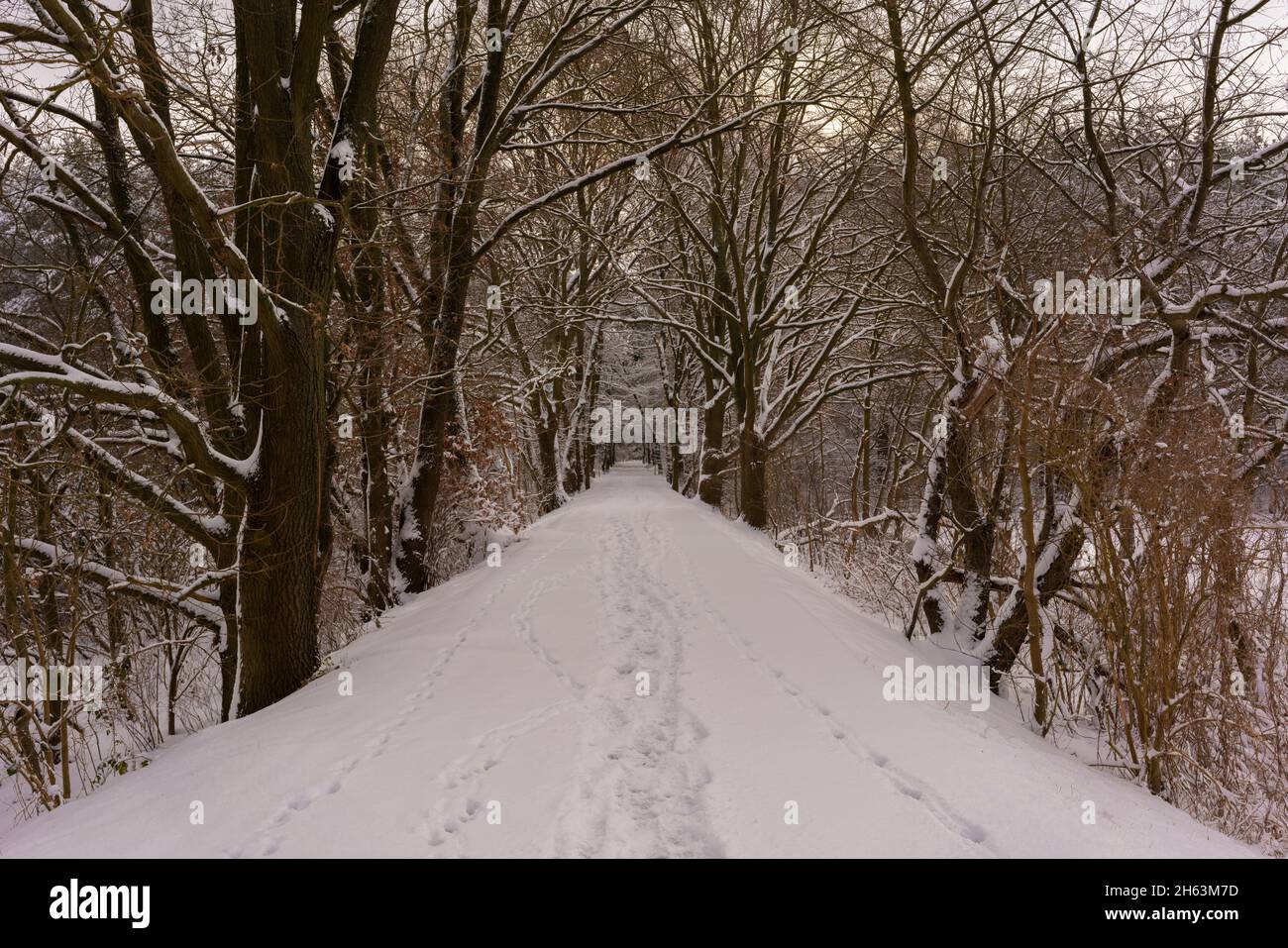 forest path in winter with lots of snow for hiking and walking,winter landscape Stock Photo