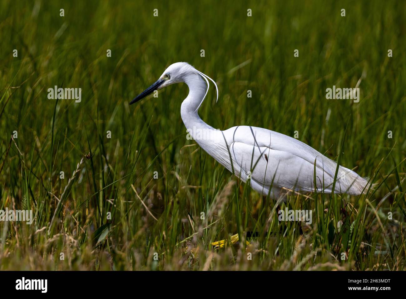 little egret in portugal in the algarve Stock Photo