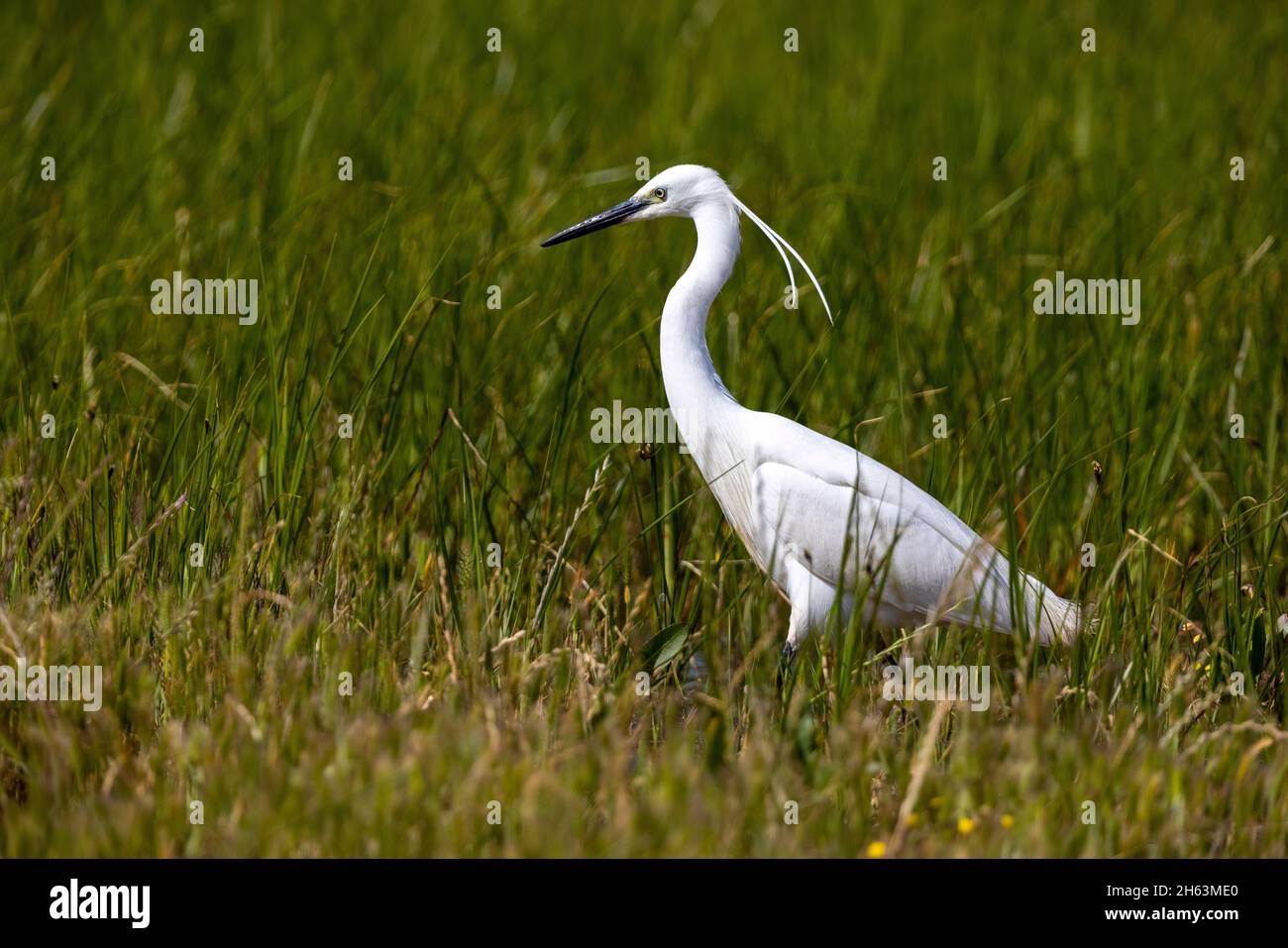 little egret in portugal in the algarve Stock Photo