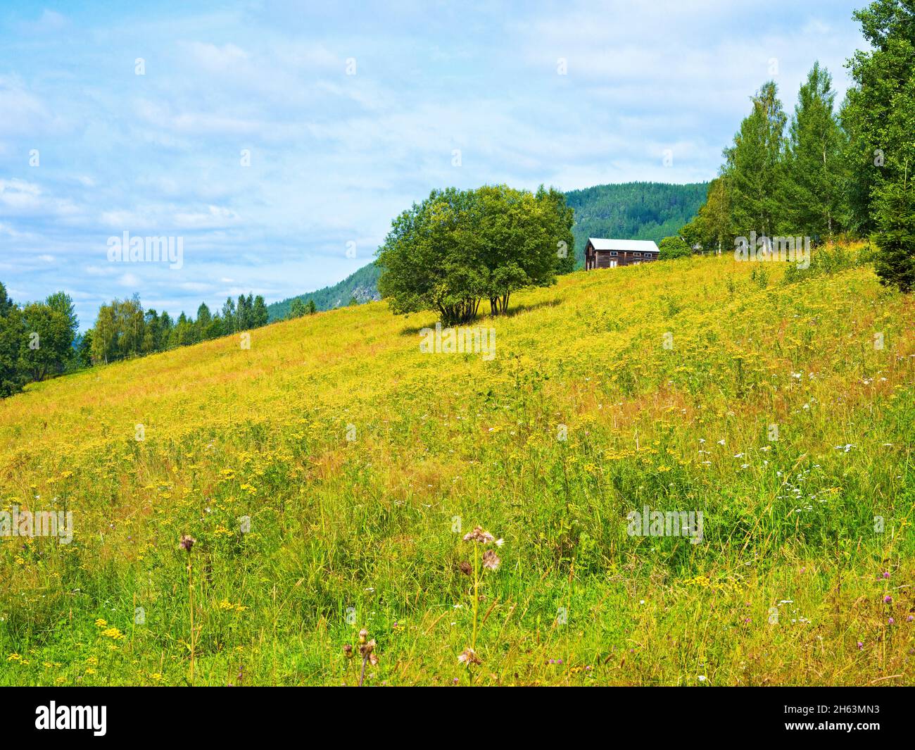 europe,sweden,jämtland province,alpine meadows with a farm near ragunda,yellow flowering tansy Stock Photo