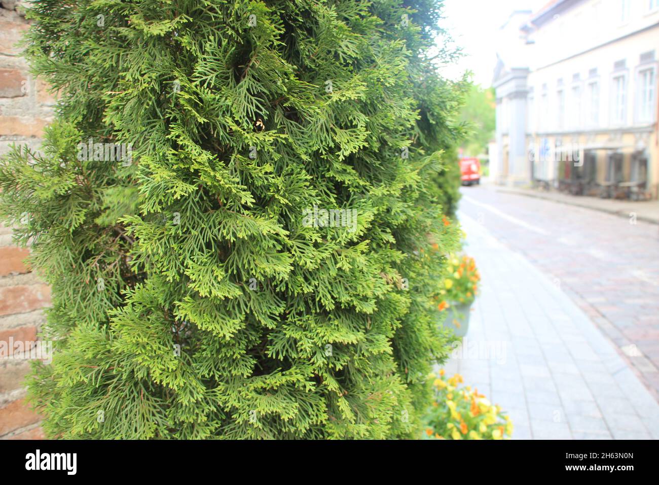 Dew on coniferous branches. Tuya green background, coniferous tree. Green Tuya texture Stock Photo